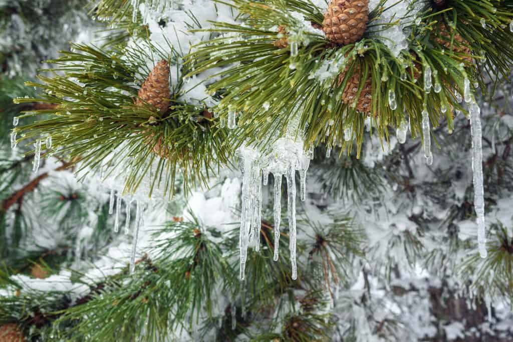 Ice covered pine tree. Seasonal Affective Disorder can be challenging during the long winter months. Learn to overcome this disoder with online depression treatment in North Carolina today!