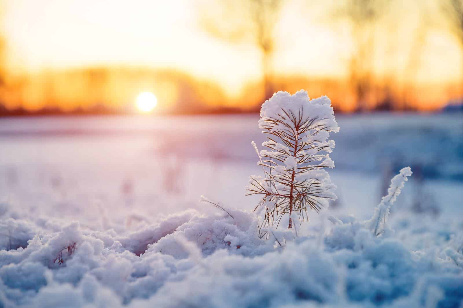 Pine tree covered in snow with the sun setting in the background representing the need to increase your vitamin D intake during the winter months. Learn more tips to combat Seasonal Affective Disorder with depression treatment in North Carolina.