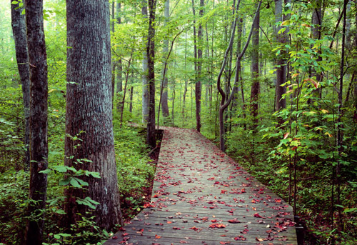 Cary Hemlock Bluffs Boardwalk 3c718772 A362 4f08 Baa7 19cc2771dcfd 350d6bcf Ccc8 Bcd1 15ab4c2641c79918 350d6ae19f00aac 350d6c2b Fd4c Baaf 1b3b21638755db71